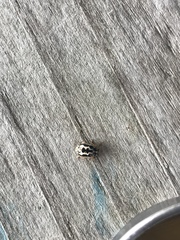 Anisosticta bitriangularis