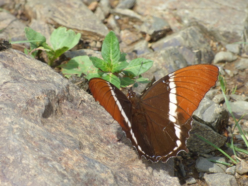 Siproeta epaphus