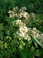 Eupatorium perfoliatum