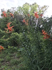 Lilium lancifolium