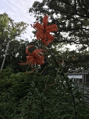 Lilium lancifolium