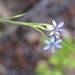 Sisyrinchium xerophyllum - Photo (c) Tom Palmer, algunos derechos reservados (CC BY-NC)