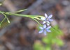 Jeweled Blue-eyed Grass - Photo (c) Tom Palmer, some rights reserved (CC BY-NC), uploaded by Tom Palmer