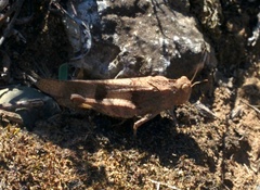 Oedipoda caerulescens