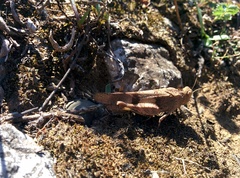 Oedipoda caerulescens