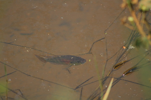 Astatotilapia burtoni