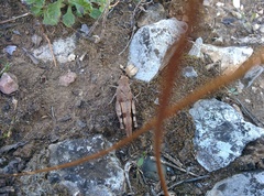 Oedipoda caerulescens