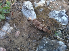 Oedipoda caerulescens