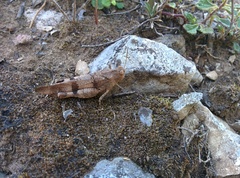 Oedipoda caerulescens