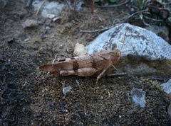 Oedipoda caerulescens