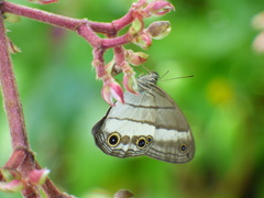 Euptychoides laccine