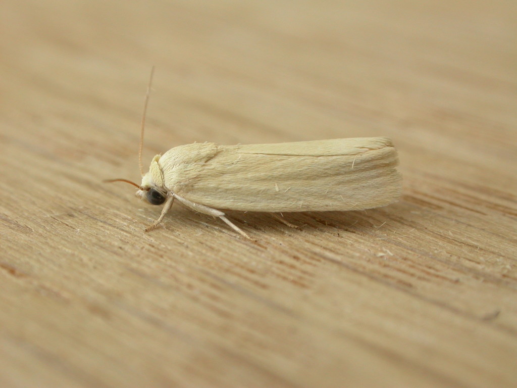 Earias chlorodes