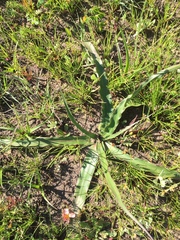 Drimia elata