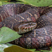 Northern Watersnake - Photo (c) ronthill, some rights reserved (CC BY-NC)