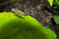 Amphineurus insulsus