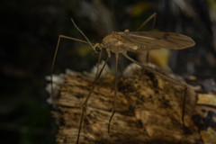 Amphineurus insulsus