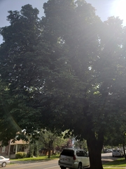 Aesculus hippocastanum