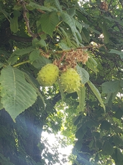 Aesculus hippocastanum