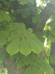 Aesculus hippocastanum