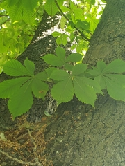 Aesculus hippocastanum
