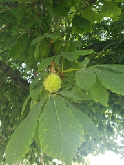 Aesculus hippocastanum