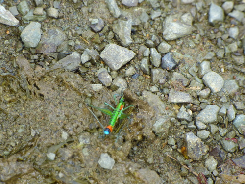 Eumastacidae