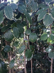 Polyscias guilfoylei