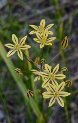 Triteleia ixioides anilina