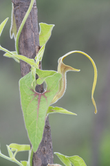 Aristolochia pringlei