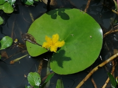 Nymphoides fallax