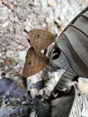 Hermeuptychia atalanta