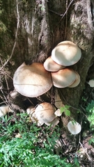 Cyclocybe parasitica