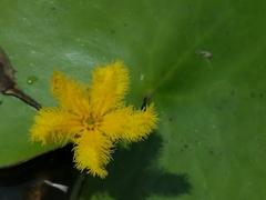 Nymphoides fallax