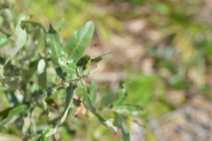 Quercus incana