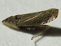 Scaphytopius