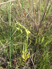 Senecio littoreus hispidulus