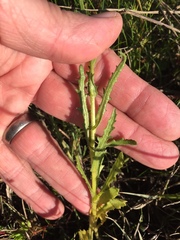 Senecio littoreus hispidulus