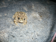 Anaxyrus californicus