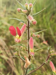 Cuphea hookeriana