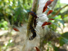 Oncopeltus cingulifer