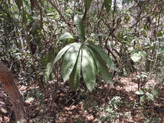 Gustavia angustifolia