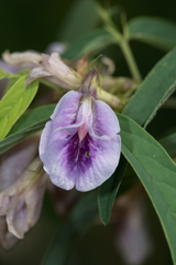 Clitoria triflora