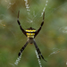 Garden Cross Spider - Photo (c) Mahamuni Duraisamy, some rights reserved (CC BY-NC), uploaded by Mahamuni Duraisamy
