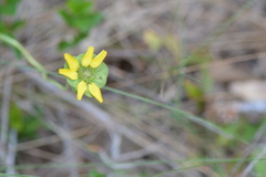 Berlandiera subacaulis