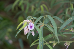 Clitoria triflora