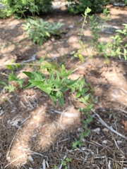 Brickellia cylindracea