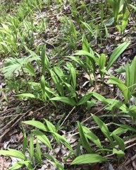 Allium victorialis