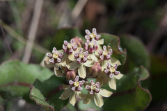 Asclepias jaliscana