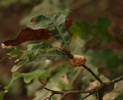 Striatoandricus aciculatus