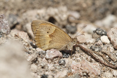 Maniola telmessia